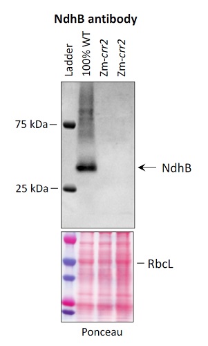 Western blot using anti-NdhB antibodies